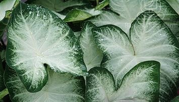 Caladium Aaron (3 Bulbs) - Easy to Grow Indoor and Outdoor Perennial Flower Bulb Ready for Planting - White Centers with Dark Green Margins - Grown in USA