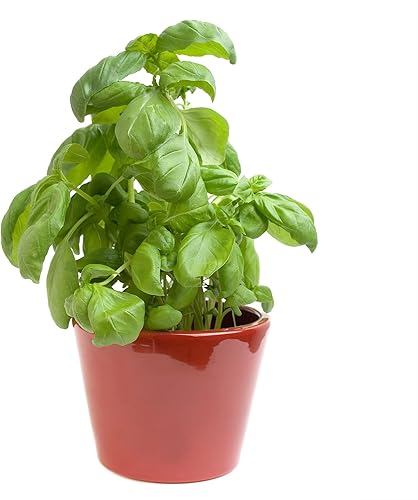 Miniatura 380 de Back to the Roots - Paquete de semillas 100% orgánicas de ají poblano de 0.005 onzas Ají 'Poblano' 140mg,Frijol 'cera dorada' 0.30 oz,Frijol