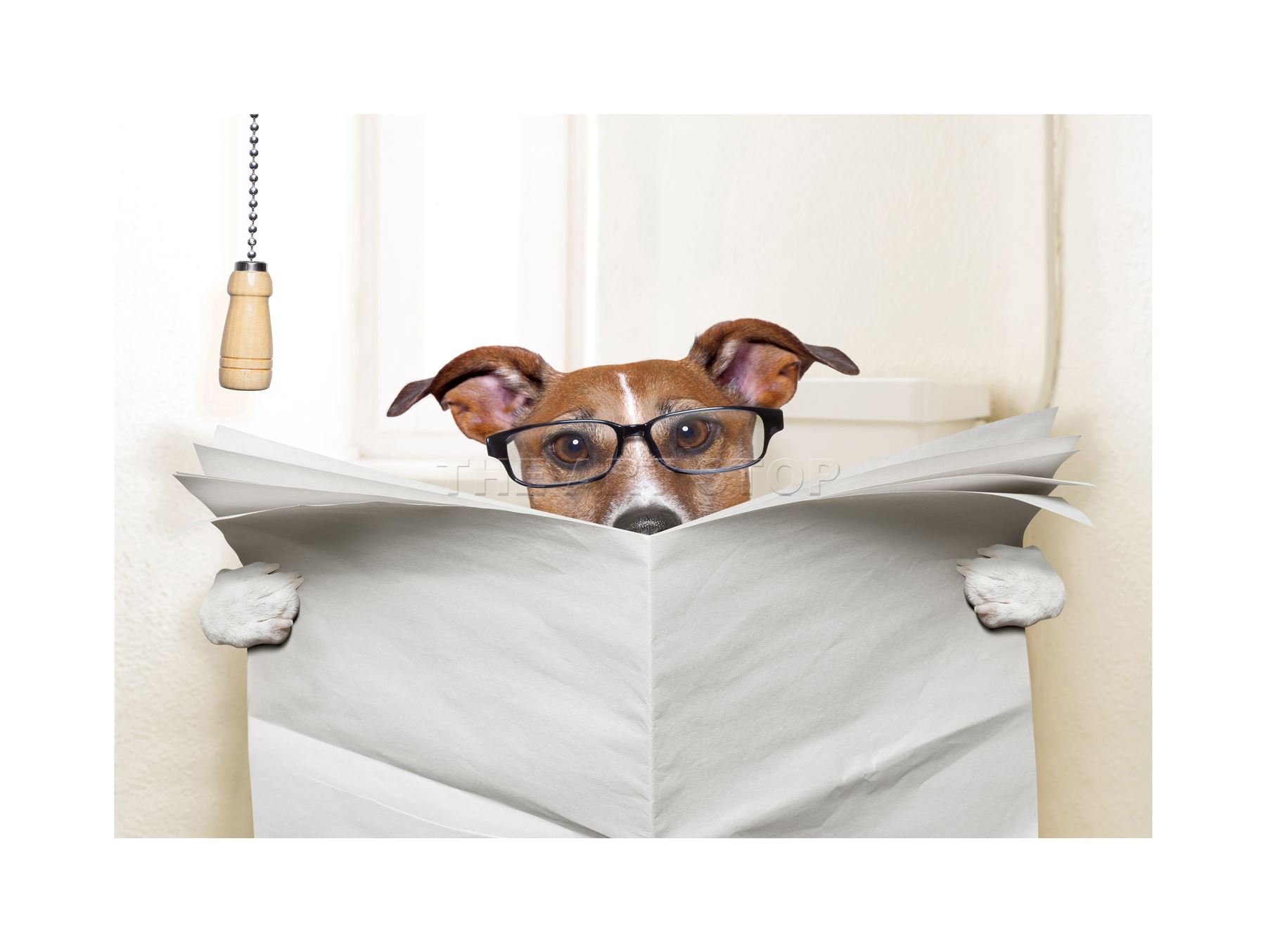 Wee Blue Coo Photo Jack Russell Toilet Reading Newspaper Picture Wall Art Print