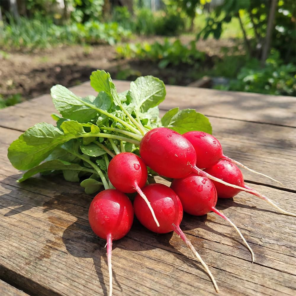 Radish Seeds – Dattero Rosso (Red Date) – Early Cylindrical Italian Variety – Crunchy, Bright Red Roots – Fast Growing Salad Radish