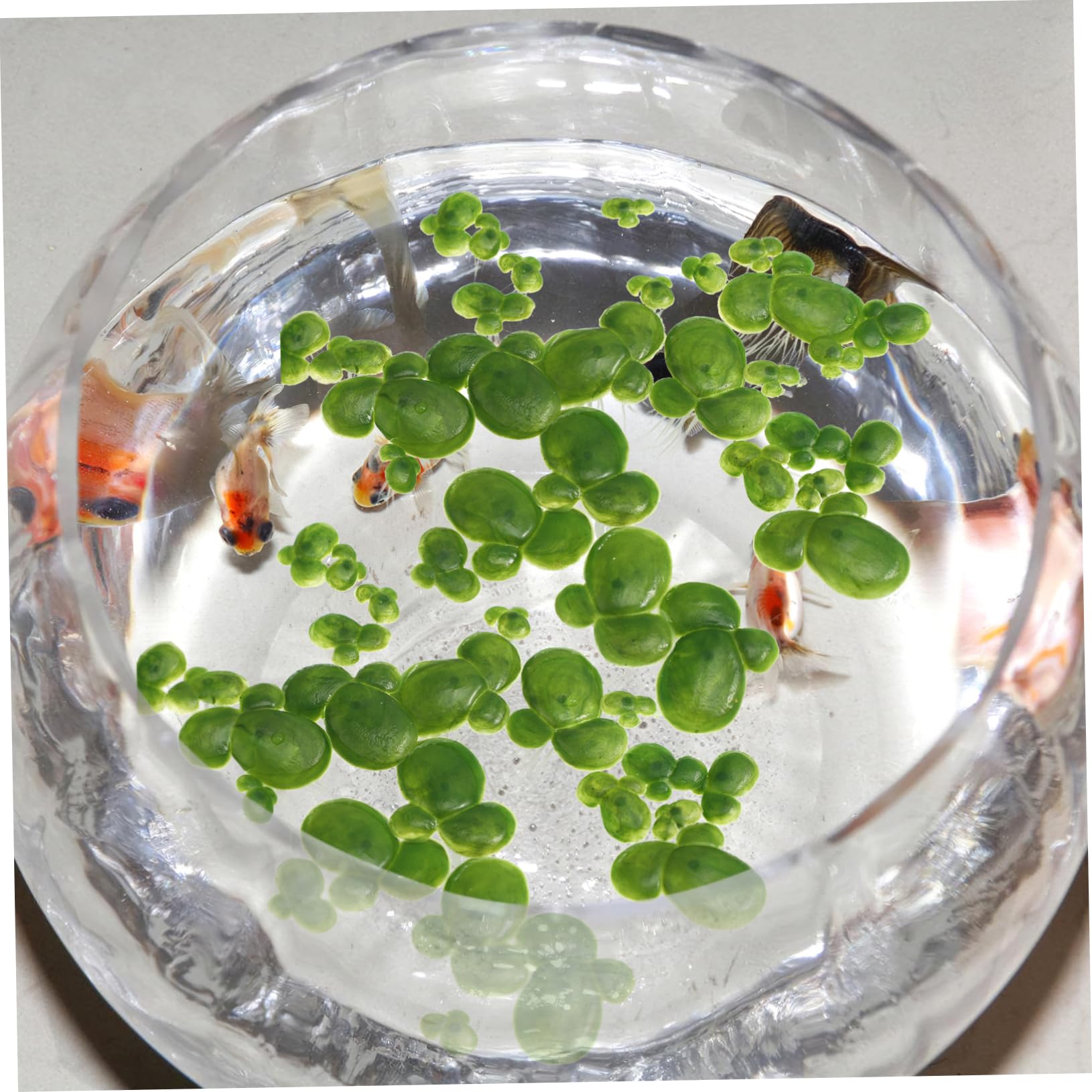 4paquetes Planta Acuática Simulada De Lenteja Artificial para Decoración De Acuarios Flores De Plástico Verde Flotantes para Tanques De Peces