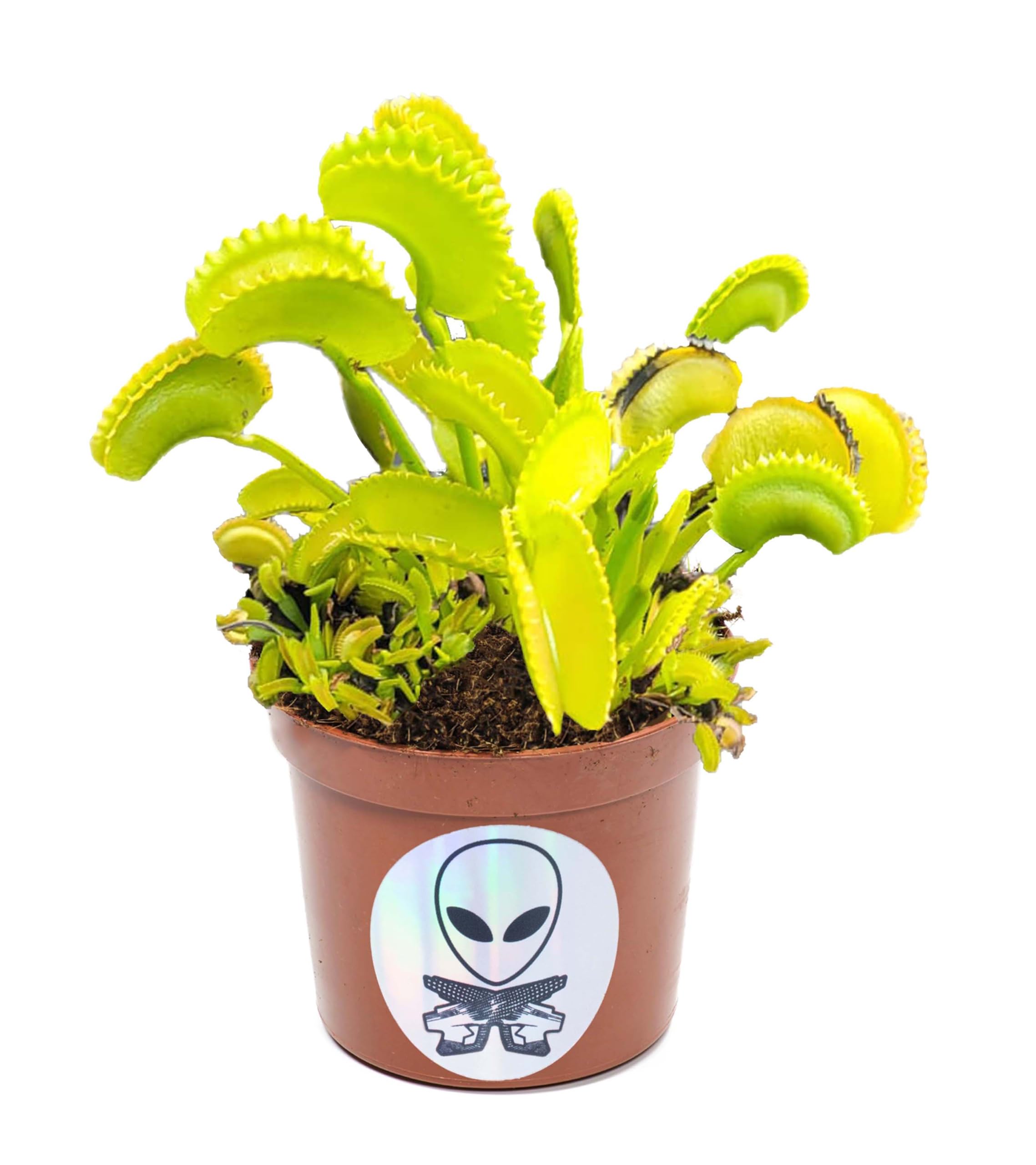 Razor Tooth Venus Flytrap- Behold Amazing Carnivorous Natural Phenomenon- Premium Venus Flytraps Live Plant