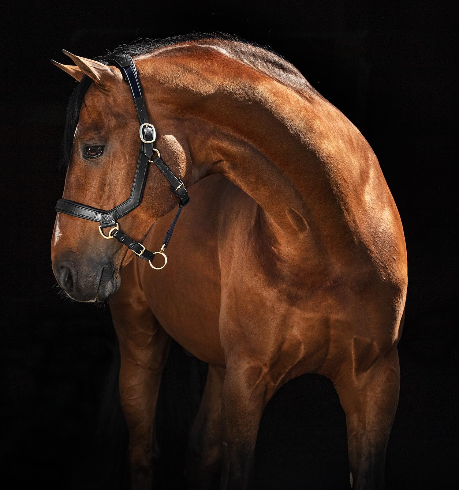 Horseware Products Ltd Rambo Micklem Halter