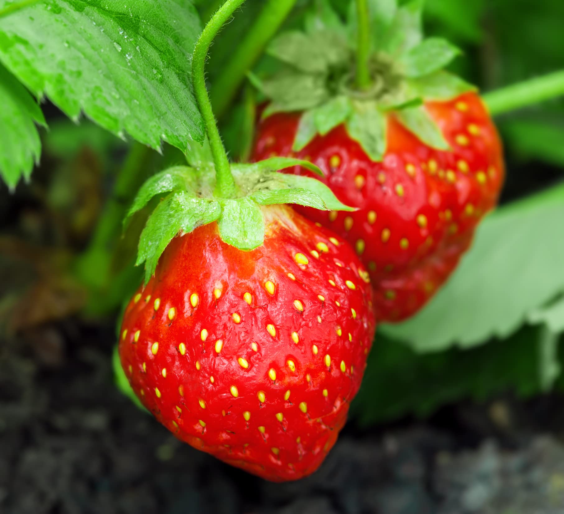 Amazon.com : 200+ Red Climbing Strawberry Seeds for Planting