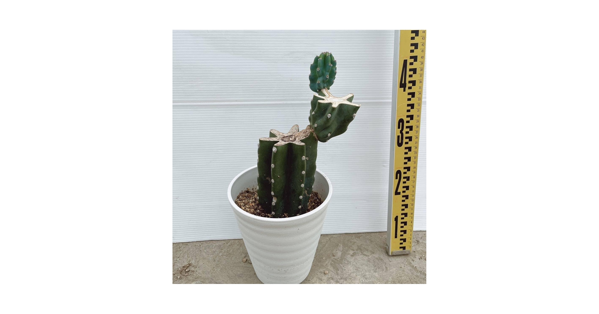 Amazon.co.jp: 多肉植物 柱サボテンブランチ 6号 01 鬼面角