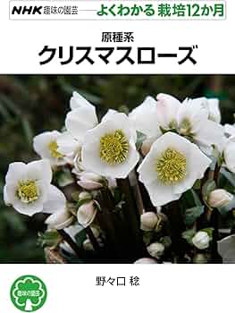 琥太郎☆　クリスマスローズ　種子 71m8fo1igsL._AC_UF350,