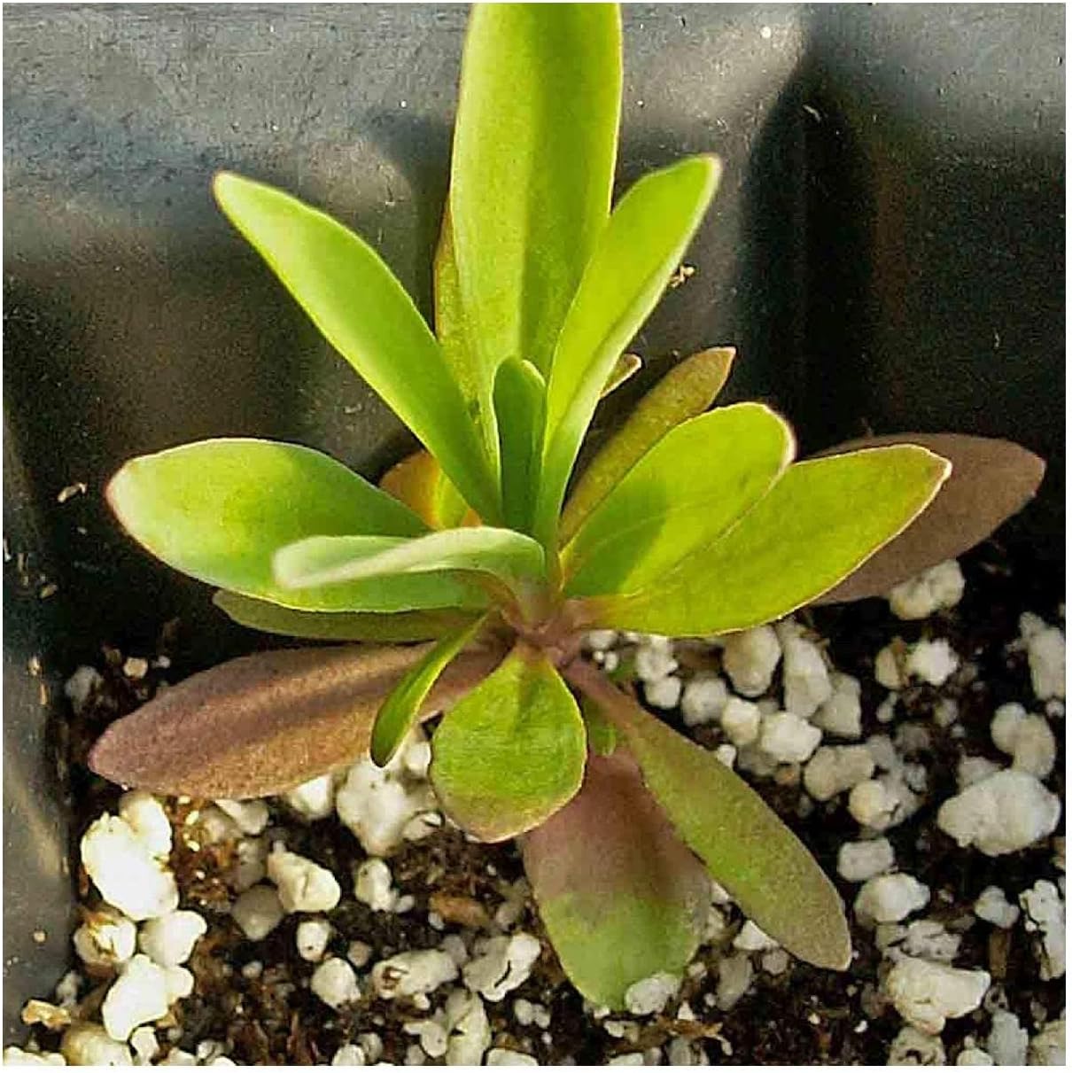 Everwilde Farms - 1/4 Lb Fringed Pinks Wildflower Seeds - Gold Vault