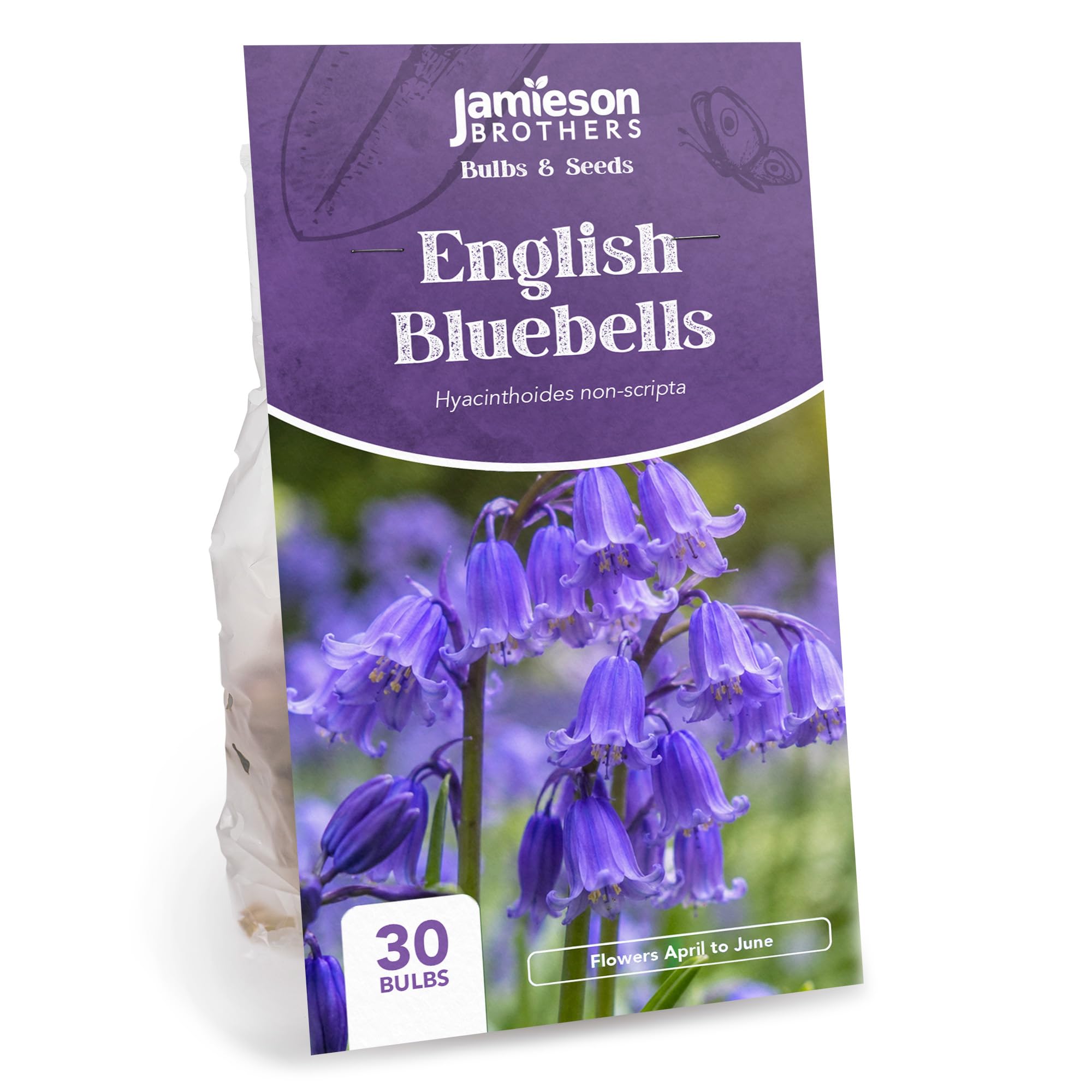 English Bluebell Bulbs 30 Bulb Pack, Quality True English Bluebells – Plant in Gardens, Borders & Flowerbeds – Flower Bulbs by Jamieson Brothers…