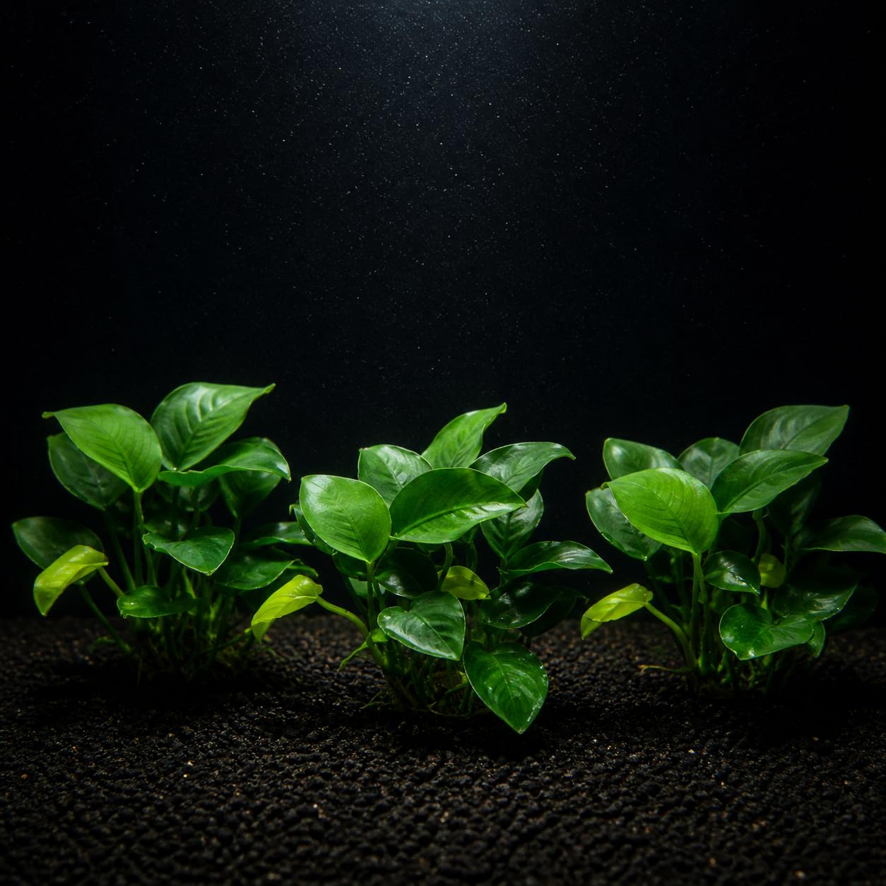 AquaBreedingSkill Set de 3 plantes d’aquarium vivante pour eau douce, plante verte décorative pour aquarium, idéale pour poissons et crevettes – avec passeport phyto (Nana 3 pcs)