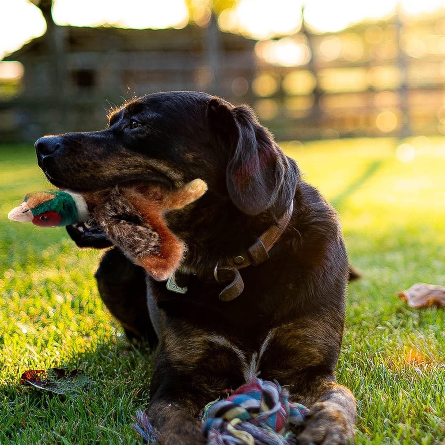 All For Paws Perro Juguete con Squeaker