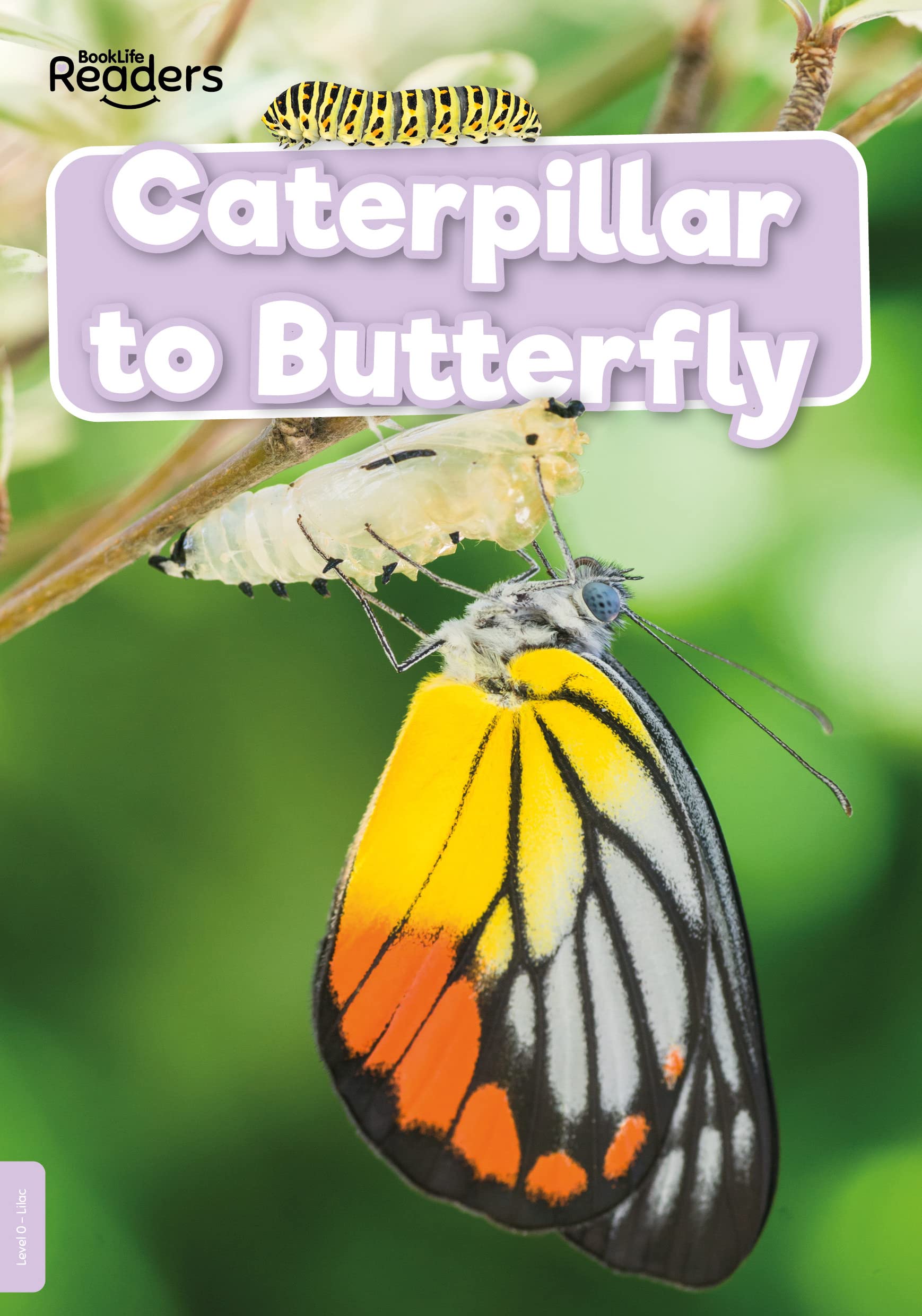 Caterpillar to Butterfly by William Anthony (Paperback Book)