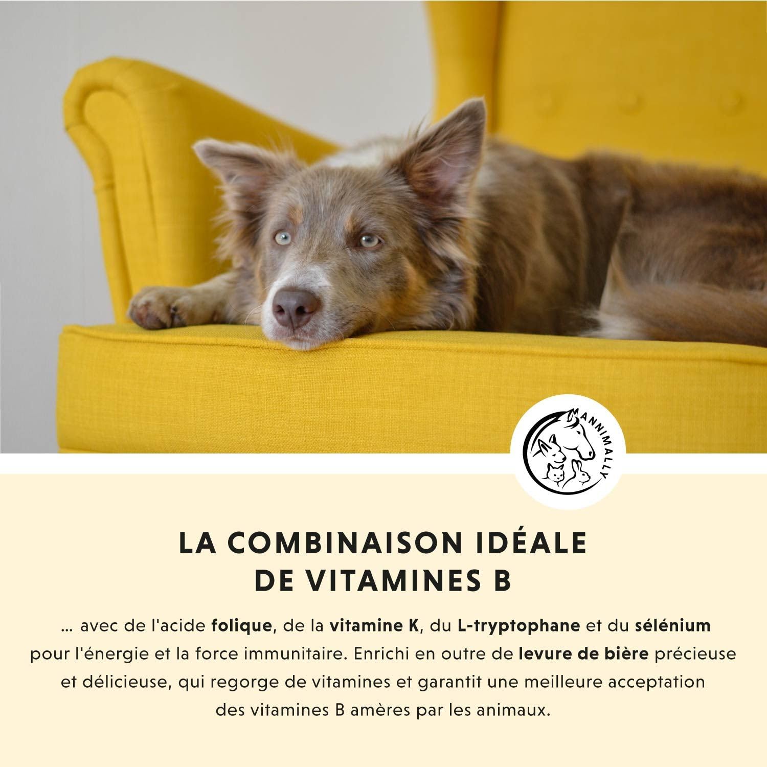 Vitamine B Complex 120 comprimés pour Chien et Chat : Vitamine B1, B2, B3, B5, B6, B9, B12 - Vitamines et compléments pour Chiens et Chats - Vitamine pour Chien - Vitamine Chat