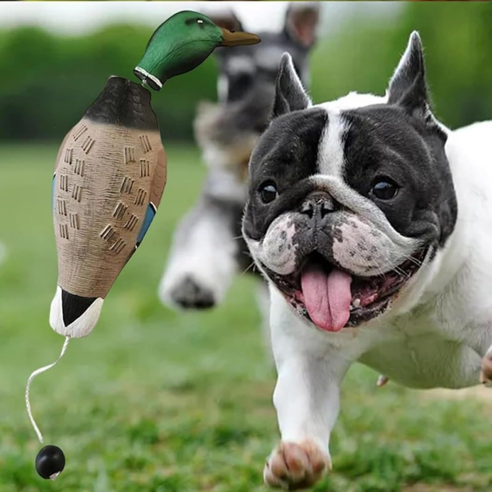 Dummy Anatra Cane Training Retrieve Ciuccio resistente all'usura e al morso, impermeabile e galleggiante, robusto e durevole, adatto per la formazione di cuccioli o cani da caccia adulti