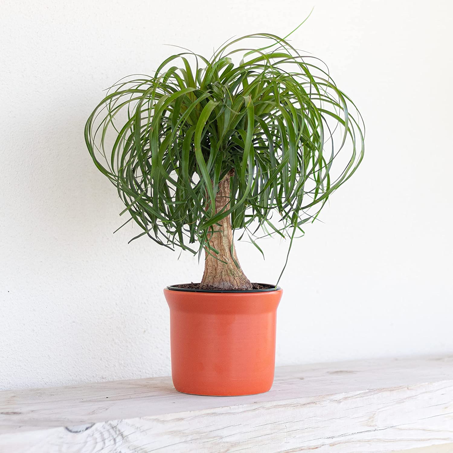 buy portulacaria afra Portulacaria afra minima Lilliput