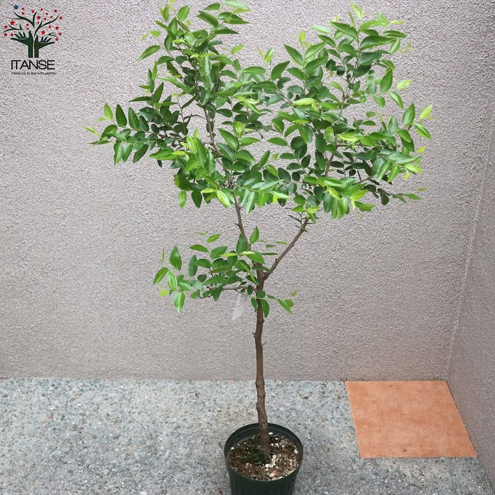 Apple - なつめ Amazon.co.jp: ナツメ 5～6号鉢【品種で選べる果樹苗/1個売り