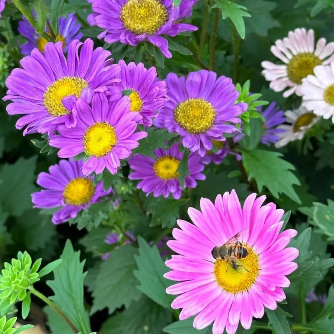 Mixed Cosmos Seeds 2000pcs – Premium Cosmos Bipinnatus, Vibrant Color Mix, Hardy Annual Ornamental Flowers for Gardens & Borders