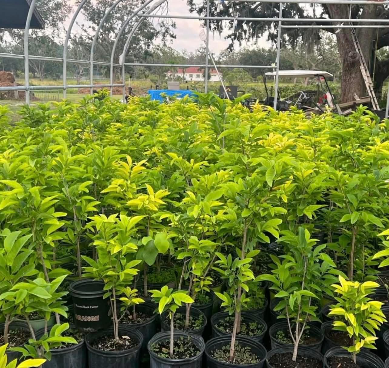Sugar Apple Tree (Annona) – 3 Feet Tall and the Tree May Begin Flowering Next Season. Shipped in Pot. We do NOT Ship to California or Hawaii Due to Agricultural restrictions.