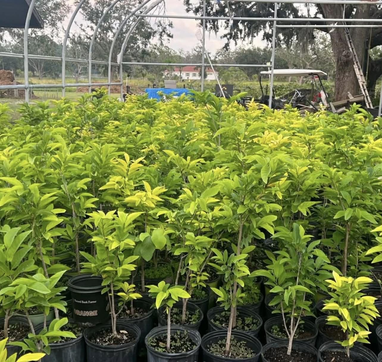 Sugar Apple Tree (Annona) – 3 Feet Tall and the Tree May Begin Flowering Next Season. Shipped in Pot. We do NOT Ship to California or Hawaii Due to
