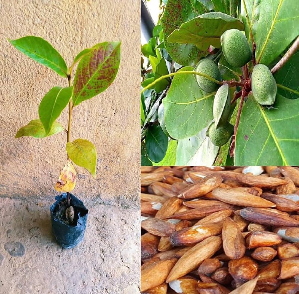 See full amazon price history chart for Almond live plant grafted hot climate | Dry fruit plant | 1 live plant big size Almond live plant grafted hot climate | Dry fruit plant | 1 live plant big size (B0DBDNK2PW) Amazon Price History, Amazon Price Tracker