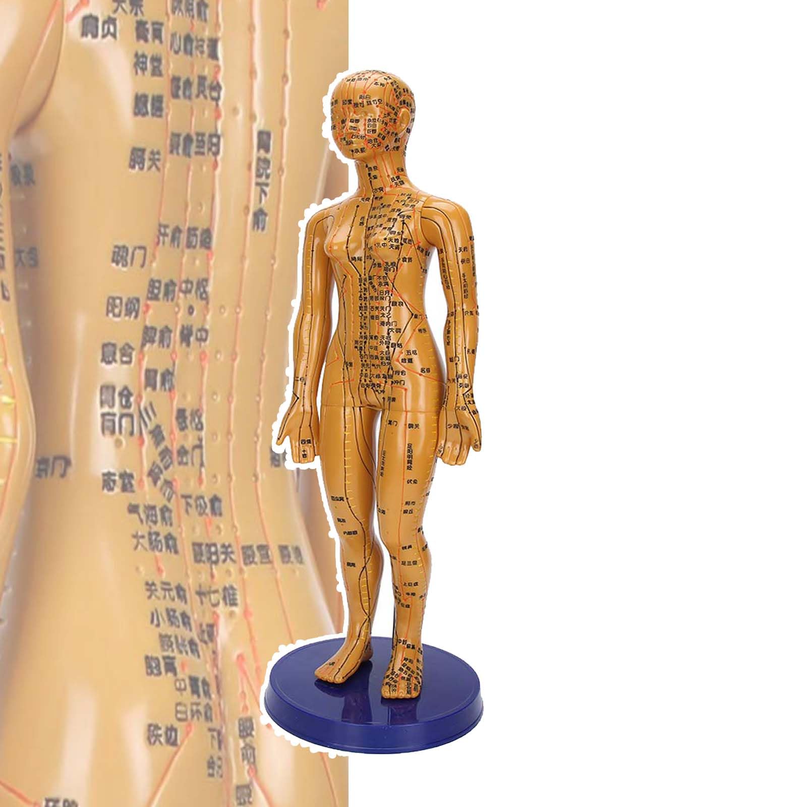 50cm Mannequin Acupoint Model, Traditional Chinese Acupuncture Model, with 400 Commonly Used Acupoints, Arms Can Swing, Accurate Acupuncture Points, for Students, Doctors,Female
