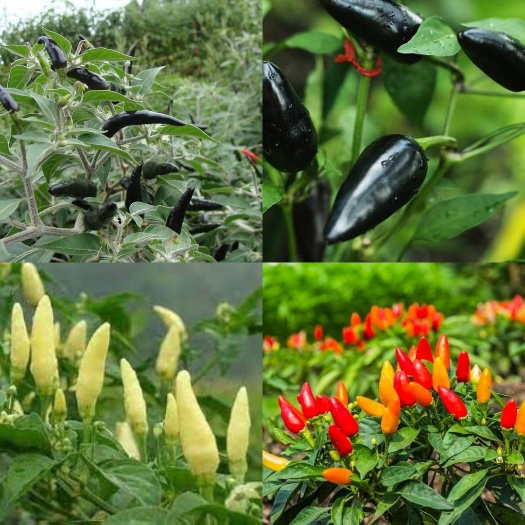Different varieties of chilli seeds beez Hybrid chilli spicy mixed lanka f1 seeds pack of 250-image-26