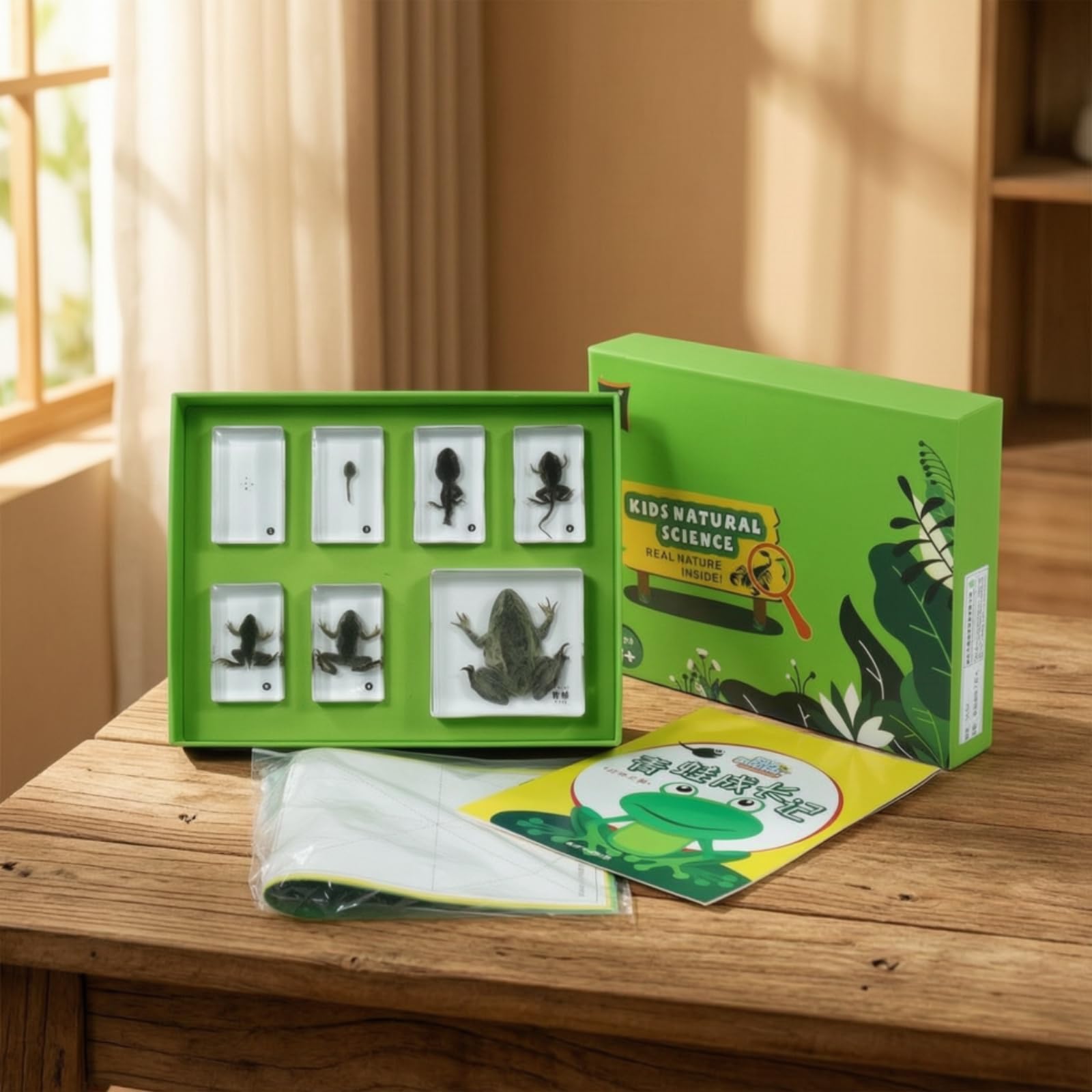 Especimen Educativo Infantil Conjunto de Aprendizaje de Biología Bloques de Resina con Bandeja Incluye Hojas Didácticas y Tarjetas Caja Clasificadora, Concha con Una Hermosa Casa