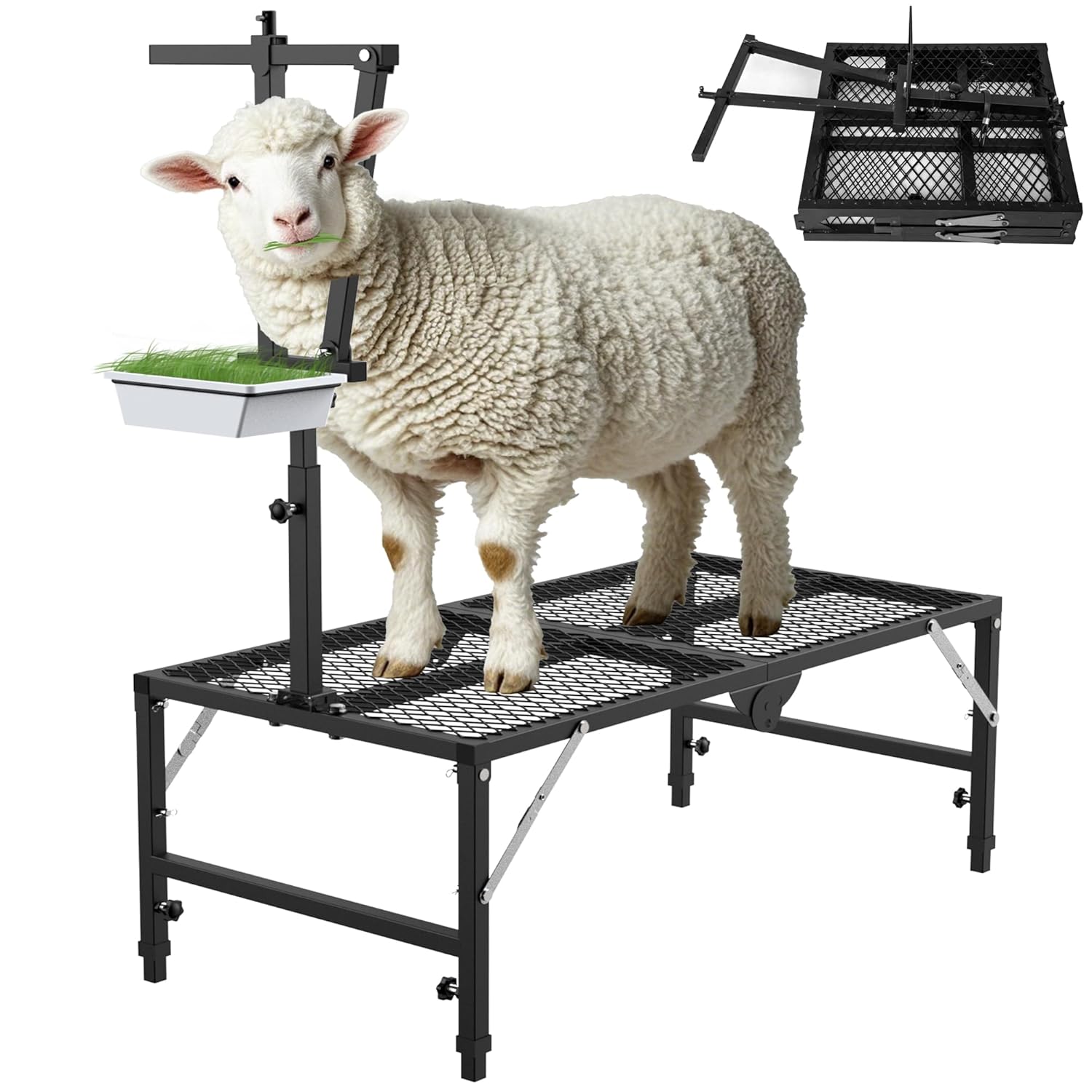Foldable Goat Miliking Stand - 51x23 inch Metal Livestock Stand with Removable Feeding Tray, 500lbs Capacity Goat Sheep Stand for Trimming Shearing Milking Hoof with Adjustable Headpiece and Height