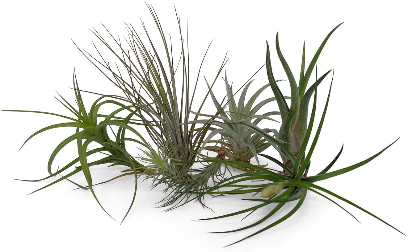CTS AIR PLANTS Assorted Tillandsia Air Plants 6 Pack Patio, Lawn & Garden