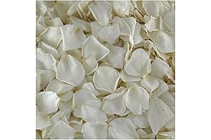 Enchanting Ivory Rose Petals: Graceful Beauty in Every White