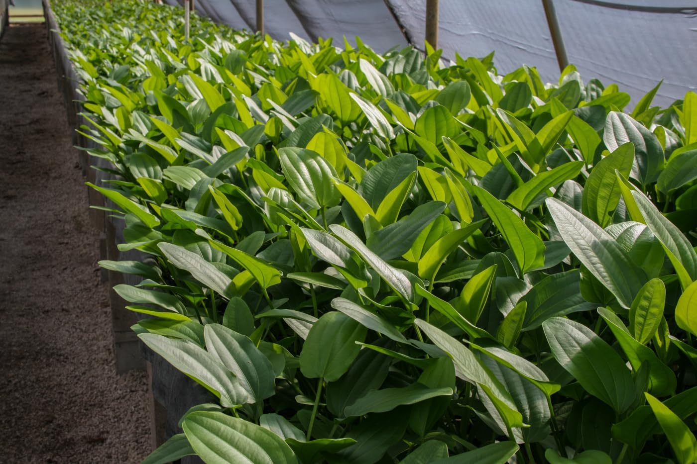 Radican Sword (Echinodorus Cordifolius) - Bright Green Aquatic Plant - Packs of 1/3/5 - Ideal for Beginners and Pros Alike (5 Pack)