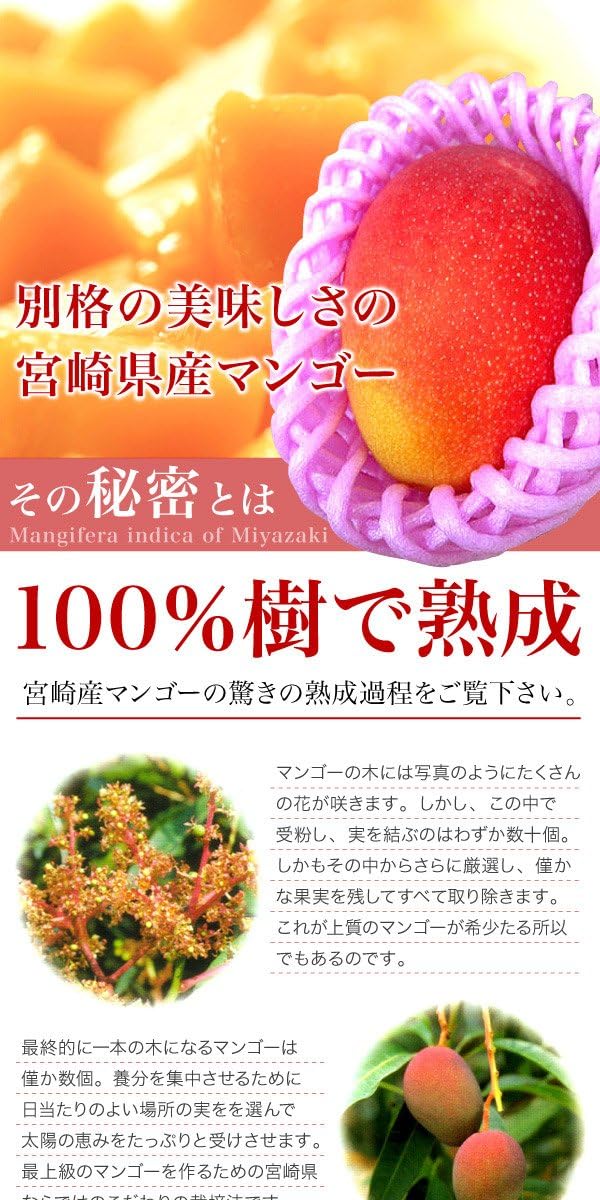 Amazon 訳あり 宮崎県産 完熟アップルマンゴー 宮崎マンゴー 約1kg ご予約 さんきん マンゴー 通販