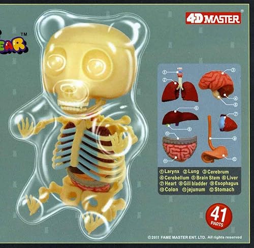 Miniatura 2 de Kit modelo de esqueleto anatomía Gummi Bear, transparente, por 4D Master