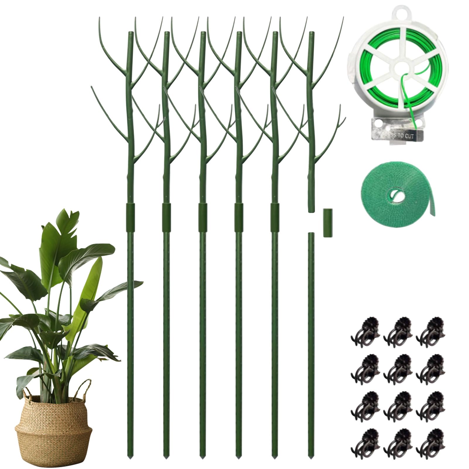 horsetail plant Horsetail Plant main image 0