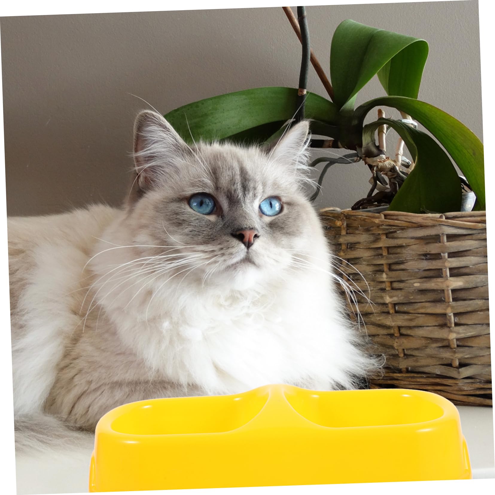 Abaodam Double Design Non Skid Dog and Cat Feeding Bowl Portable Pet Food Dispenser for Dogs and Cats Easy to Stable and Comfortable Mealtime Experience