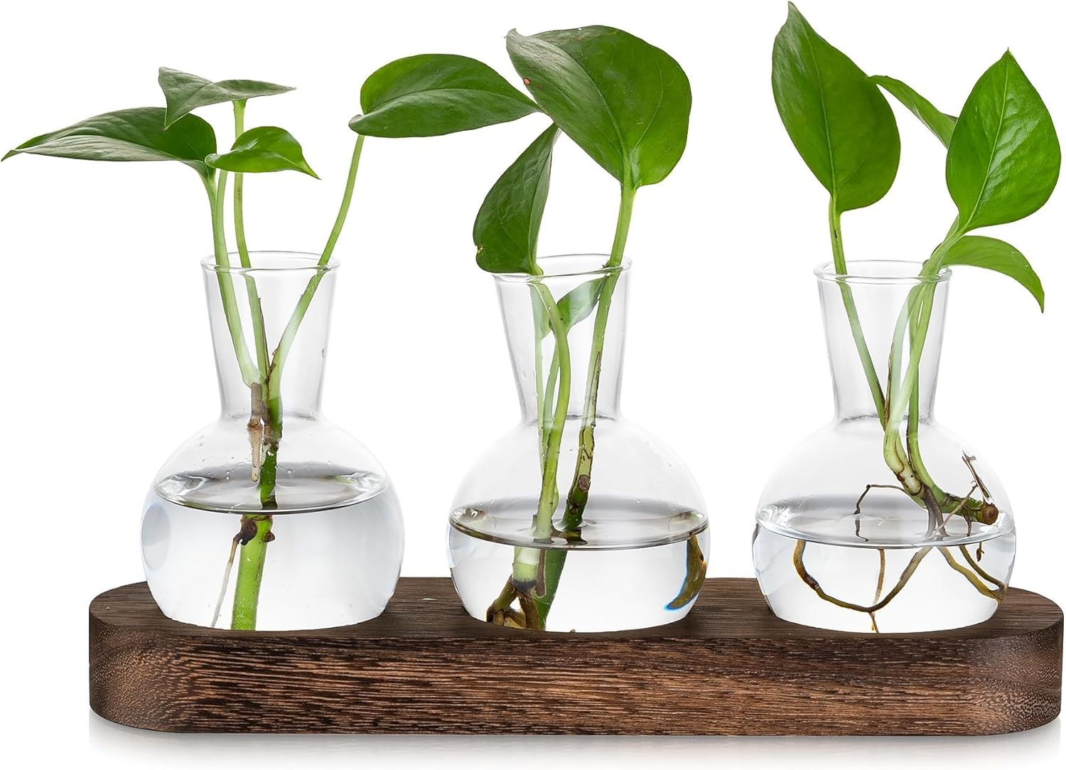 Glasseam Pflanzen-Terrarium aus Glas für Pflanzenliebhaber: 3 Glasvasen, Anzuchtstation mit braunem Holztablett für Wohnzimmer-Tischdekoration – kleine Hydrokultur-Vase für Blumen, Pflanzen, Stecklinge, Kräuter Glasseam Pflanzen-Terrarium aus Glas für Pflanzenliebhaber: 3 Glasvasen, Anzuchtstation mit braunem Holztablett für Wohnzimmer-Tischdekoration – kleine Hydrokultur-Vase für Blumen, Pflanzen, Stecklinge, Kräuter