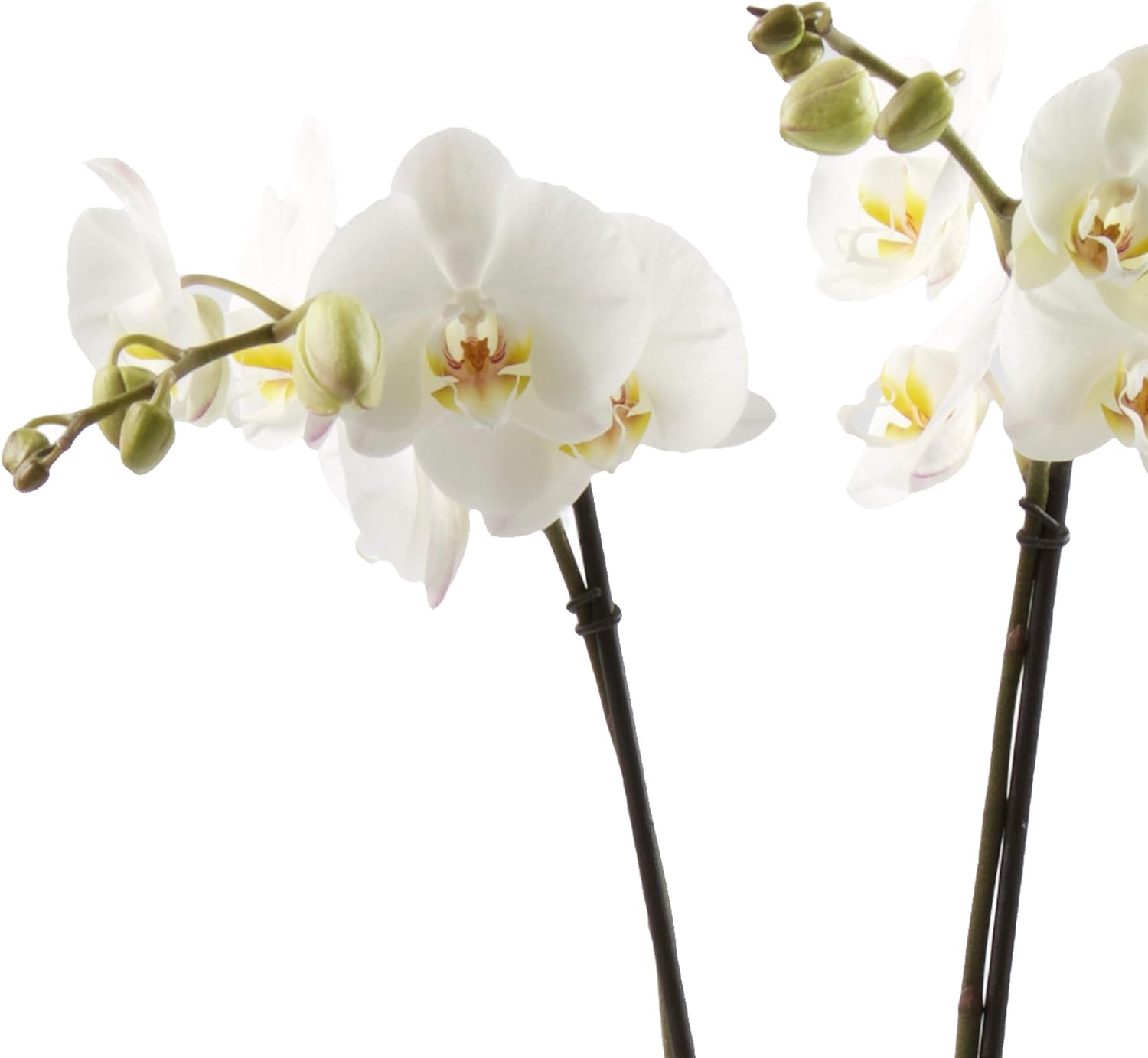 Color Orchids Live Double Stem Phalaenopsis Ceramic Pot, 20"-24" Tall, White Blooms Orchid Plant