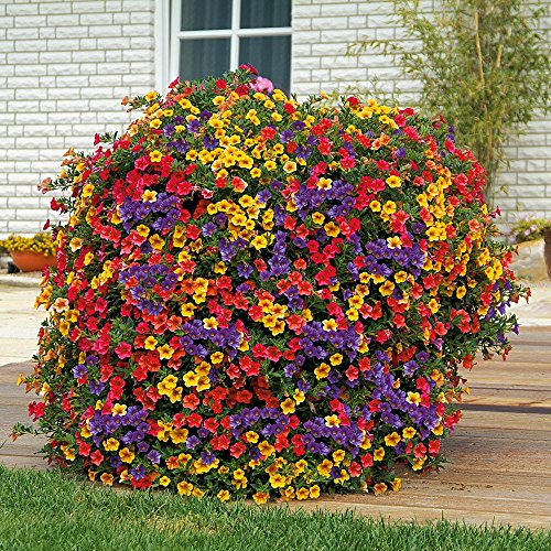 ULTREY Seed - 200 Pcs Hanging Petunia Flower Seeds Mixed Colors Flower Perennial Bonsai Petunia Seeds Perennial Hardy Shine Your Garden