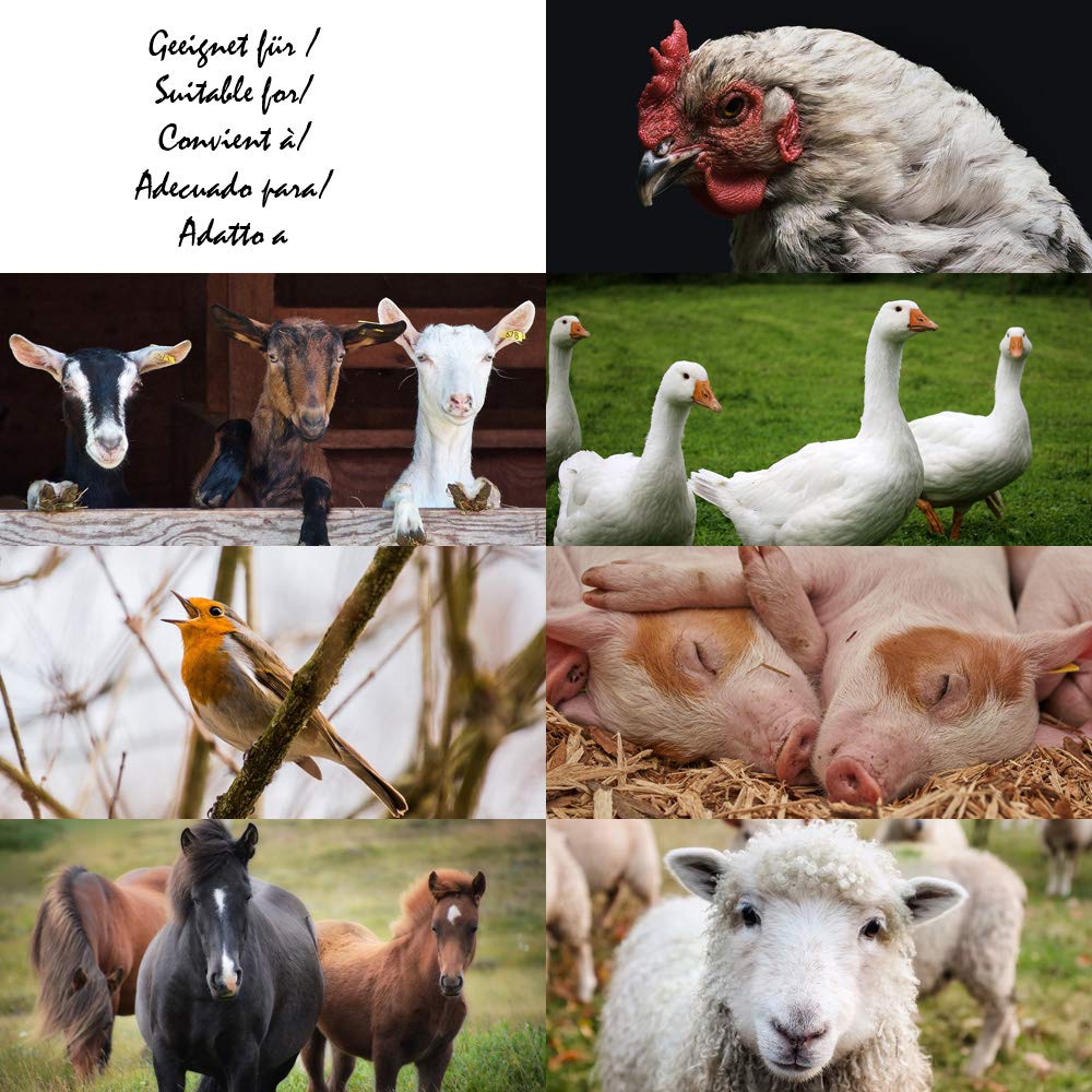 Petigi 30 kg Grain Graines de Blé Aliments pour Animaux Poulet Volaille
