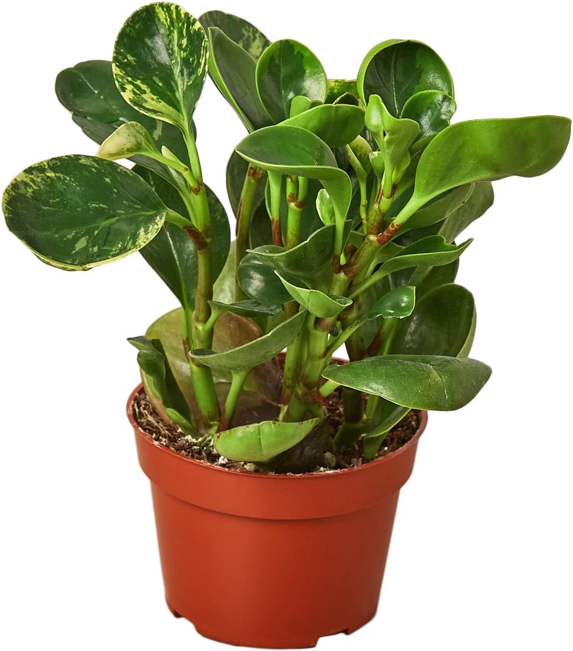 Garden Wrld Peperomia 'Marble' (3" Pot)