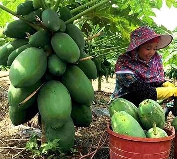 Thai Papaya Seed 10+ Papaya Seeds Dwarf Waimanalo Papaya Tropical Fruit Seed Carica Papaya heigh Yield u u lun Thai LAN sai qua qua to, thit ngot, qua moc tu re