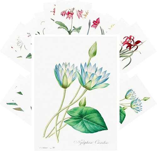 Miniatura 14 de PIXILUV Postales vintage 24 piezas de flores y frutas todavía vida antigua museo pintura arte de Oliver Retro Poster REPRINT Negro