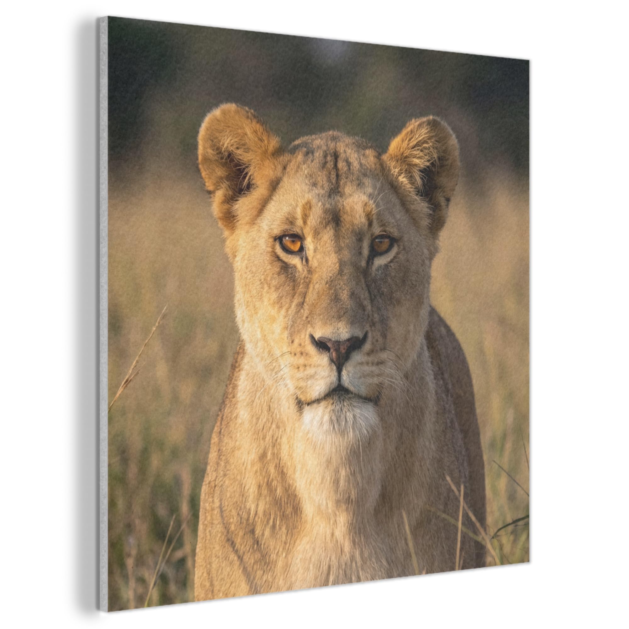 MuchoWow© Felt Panel 50x50 cm Framed Design Print Accent Interior Wallart Decoration Wall Art Lioness - Grass - Yellow