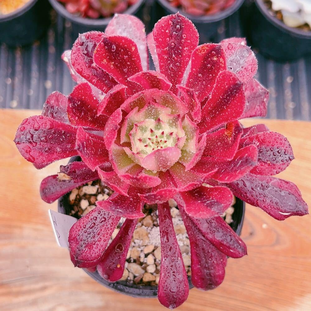 Amazon.co.jp: D！！多肉植物 アエオニウム 黒銅壺錦 美苗 農園直売