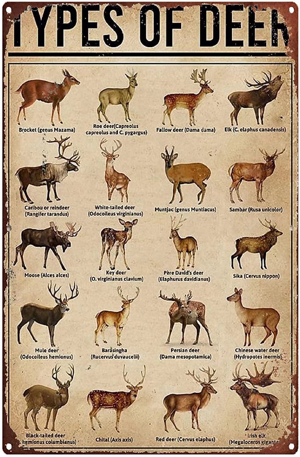 Haosensix Types Of Deer Knowledge Vintage Metal Signs Wall Art Retro Metal Poster Plaque for Home Bar Cafe Garagse Personalized Tin Sign 8x12 inch