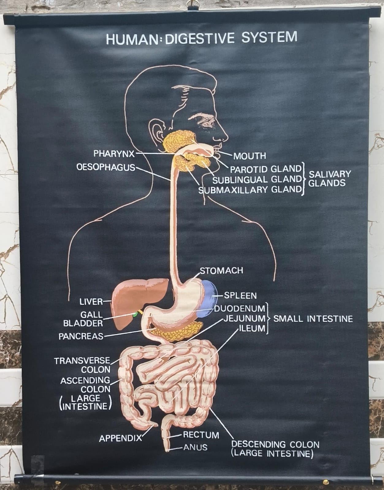 biocrafts educational charts | title" human digestive system in biology" | rexine material , waterproof, for school and colllege kids & home learning| science charts | cbse charts | bsc msc chart| size 90x60 cm