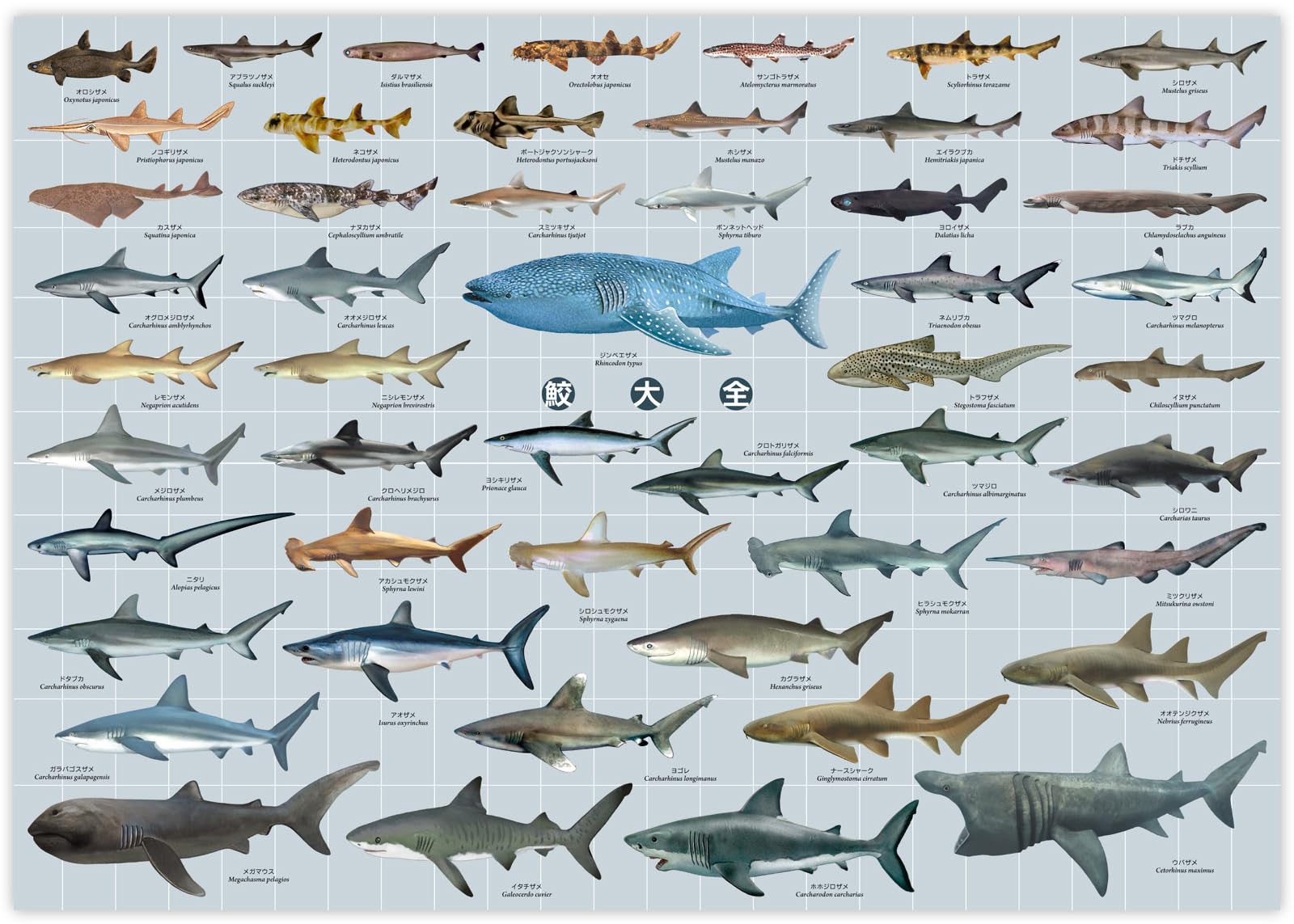 The Access Shark Encyclopedia Poster : Amazon.sg: Home