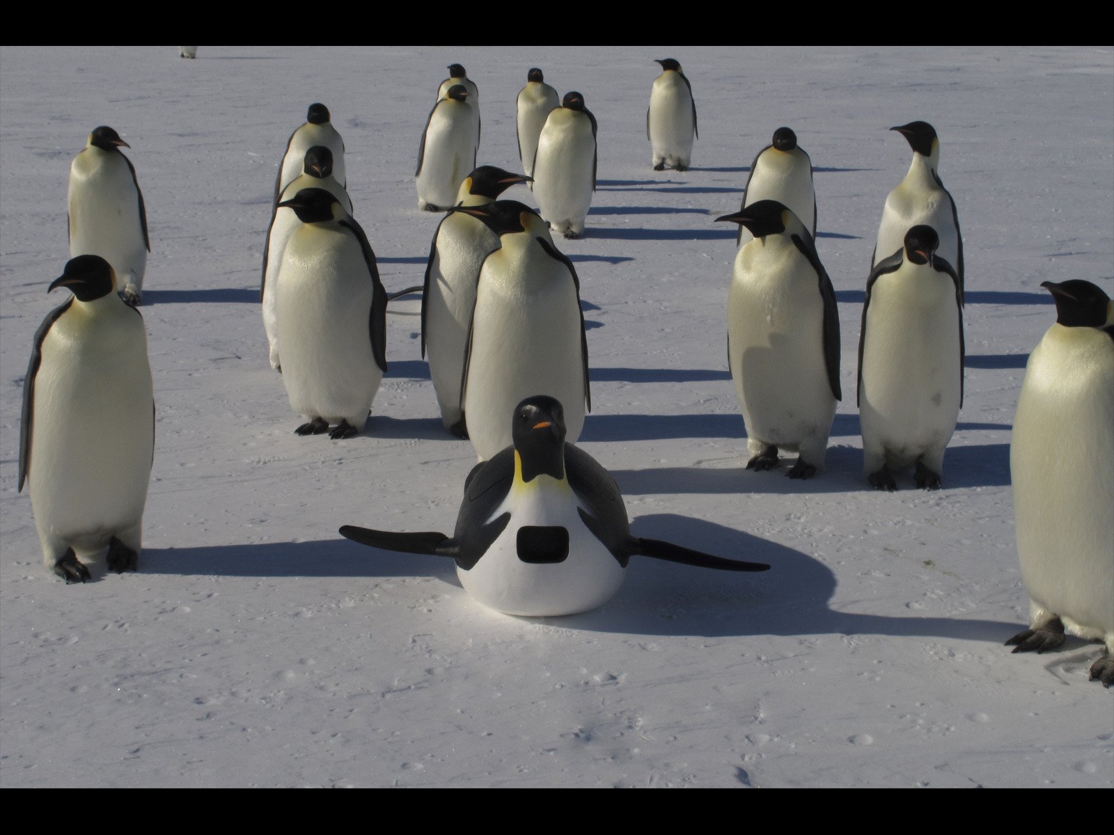 Amazon Co Jp 潜入 スパイカメラ ペンギン 極限の親子愛 字幕版 を観る Prime Video