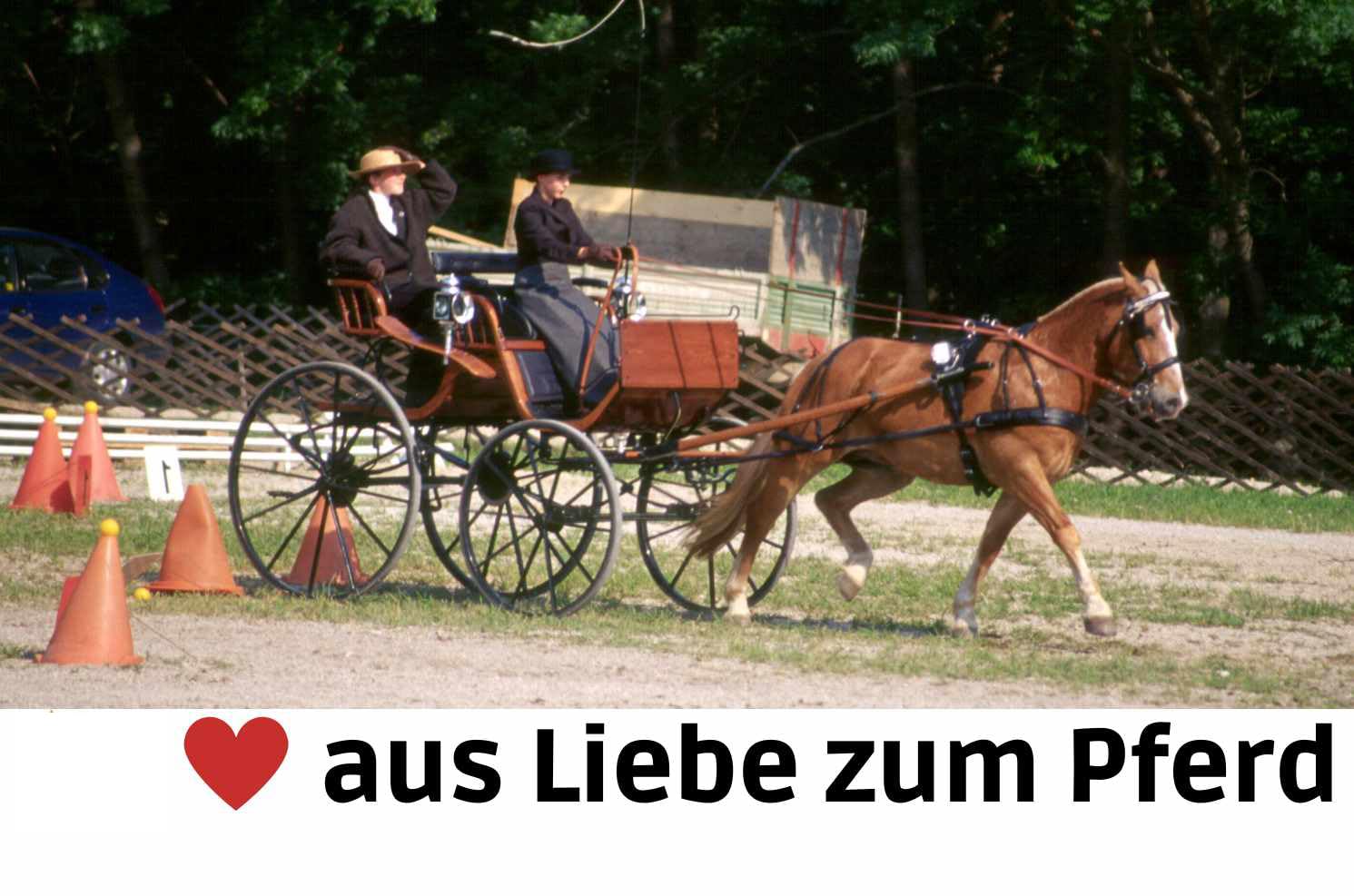 Harry`s Horse Liverpoolkandare Stange Edelstahl mit Kette