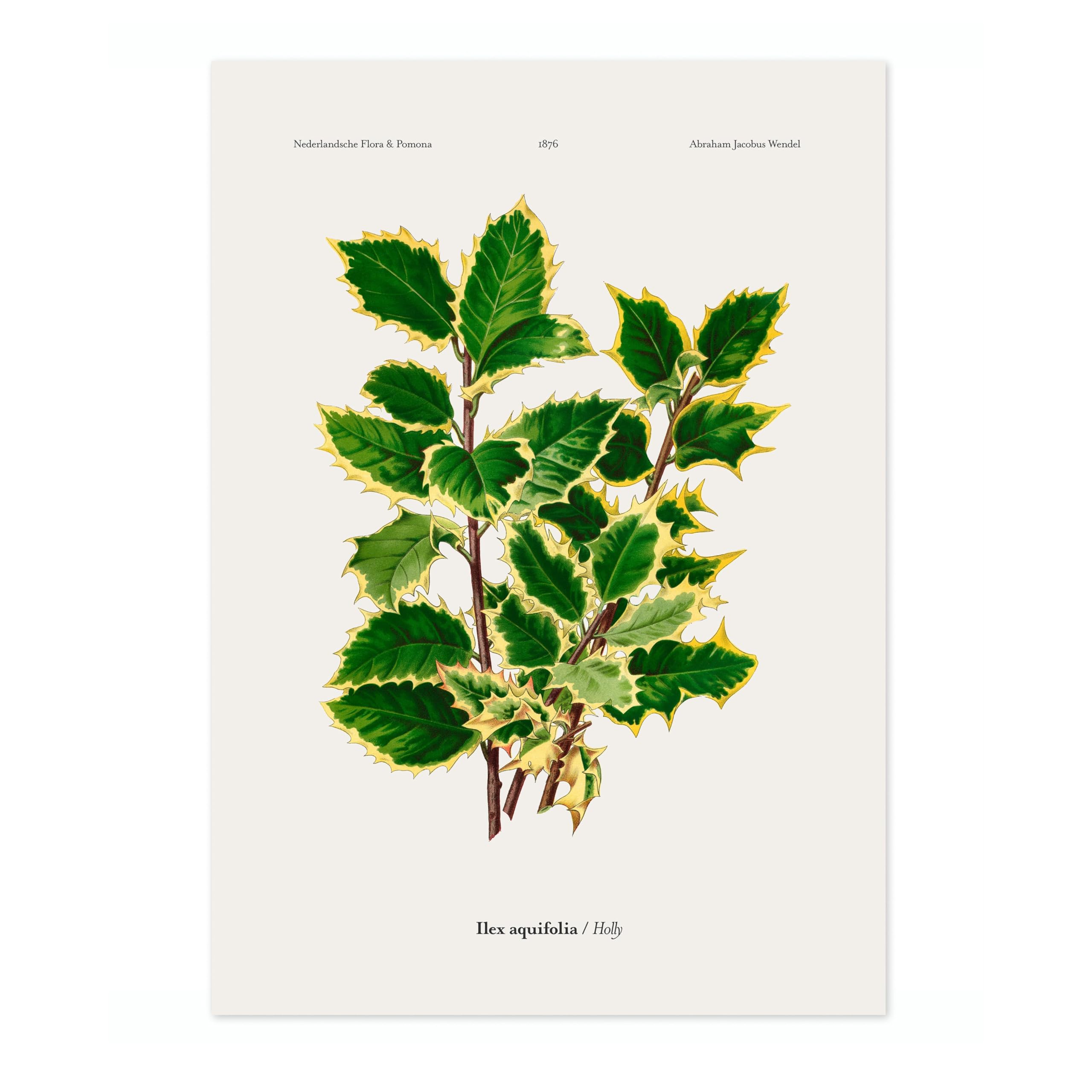 Holly A, J, Wendel Poster, Vintage Botanical Prints, Encyclopedia Retro Fruit Illustration Wall Art Plants, Kitchen Home Decor, A3 (Print Only) - 42x29.7cm — image 1