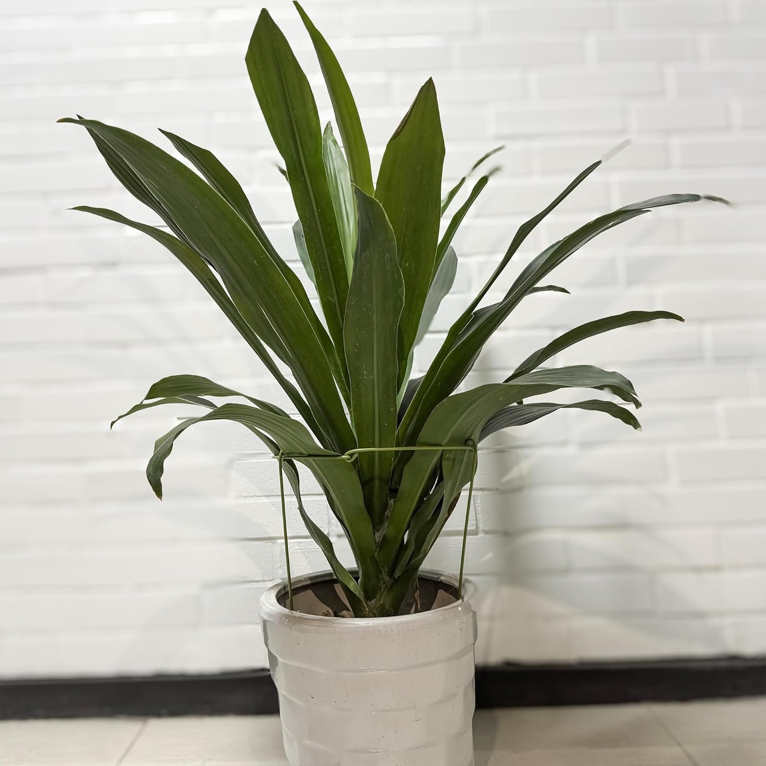 3 Pack Garden Stakes Plant Support Cage, Plant Support Rings for Outdoor Indoor Peony Tomato Rose Flowers Potted Plants (10" W x 17" H) - Image 6